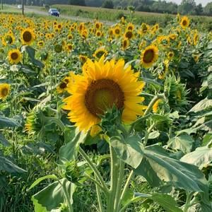 Meet your Posher, Tracie